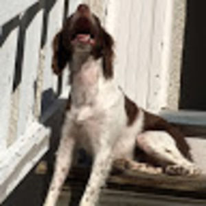 Meet your Posher, Dawni